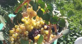 “La vendemmia” infanzia Arcoleo