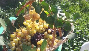 “La vendemmia” infanzia Arcoleo