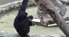 Visita allo Zoo